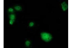 Immunofluorescence (IF) image for anti-SAM Domain and HD Domain 1 (SAMHD1) antibody (ABIN1500803) (SAMHD1 anticorps)