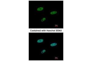 ICC/IF Image Immunofluorescence analysis of paraformaldehyde-fixed HeLa, using SAMHD1, antibody at 1:500 dilution.