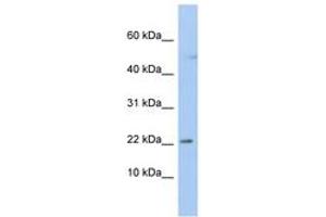 Image no. 1 for anti-Chromosome 19 Open Reading Frame 25 (C19orf25) (N-Term) antibody (ABIN6742475) (C19orf25 anticorps  (N-Term))