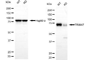 Western blotting analysis using TRIM47 antibody (ABIN7800636). (TRIM47 anticorps)