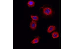 ABIN6264528 and ABIN6266732 staining Hela by IF/ICC. (PTTG1 anticorps  (Internal Region))