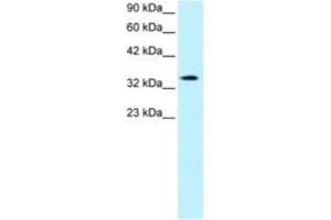 Western Blotting (WB) image for anti-PRKC, Apoptosis, WT1, Regulator (PAWR) antibody (ABIN2460550) (PAWR anticorps)