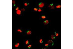 Immunofluorescent staining of NB4 cells using PML polyclonal antibody . (PML anticorps)