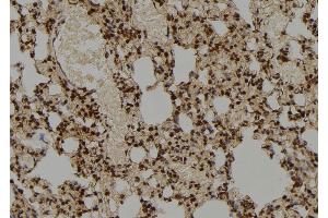 ABIN6276865 at 1/100 staining Rat lung tissue by IHC-P. (COPS5 anticorps  (Internal Region))