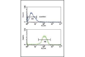PYY Antibody (C-term) (ABIN651296 and ABIN2840175) flow cytometric analysis of MCF-7 cells (bottom histogram) compared to a negative control cell (top histogram). (Peptide YY anticorps  (C-Term))