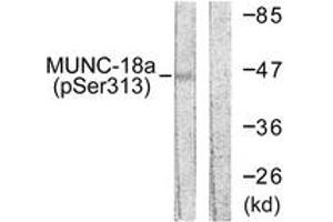 Western blot analysis of extracts from COS7 cells treated with PMA 125ng/ml 30', using MUNC-18a (Phospho-Ser313) Antibody. (STXBP1 anticorps  (pSer313))