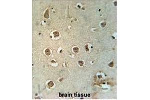 MTCH2 Antibody (N-term) (ABIN651683 and ABIN2840360) immunohistochemistry analysis in formalin fixed and paraffin embedded human brain tissue followed by peroxidase conjugation of the secondary antibody and DAB staining.