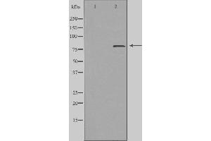 Western blot analysis of extracts from COS cells, using ZC11A antibody. (ZC3H11A anticorps  (C-Term))