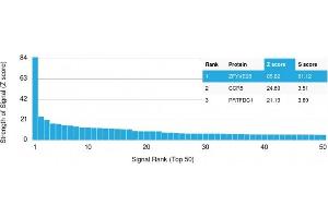 Analysis of Protein Array containing more than 19,000 full-length human proteins using ZFYVE28 Mouse Monoclonal Antibody (LST2/2426) Z- and S- Score: The Z-score represents the strength of a signal that a monoclonal antibody (Monoclonal Antibody) (in combination with a fluorescently-tagged anti-IgG secondary antibody) produces when binding to a particular protein on the HuProtTM array.