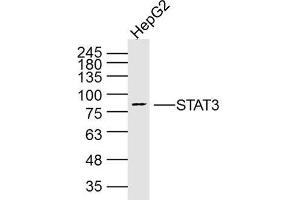 HepG2 Cell lysates; probed with STAT3 (3F5) Monoclonal Antibody, unconjugated (bsm-33218M) at 1:300 overnight at 4°C followed by a conjugated secondary antibody for 60 minutes at 37°C.