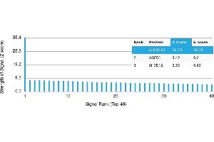 Protein Array (PAr) image for anti-Aldehyde Dehydrogenase 1 Family, Member A1 (ALDH1A1) antibody (ABIN7456058) (ALDH1A1 anticorps)