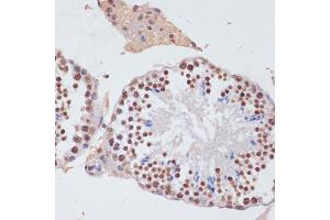 Immunohistochemistry of paraffin-embedded mouse testis using Histone H3 antibody (ABIN3023242, ABIN3023243, ABIN3023244, ABIN1513010 and ABIN6219504) at dilution of 1:100 (40x lens). (Histone 3 anticorps  (C-Term))