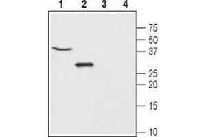 Western blot analysis of mouse brain (lanes 1 and 3) and rat lung (lanes 2 and 4) lysates: - 1,2.