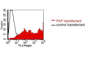 FACS analysis of BOSC23 cells using LT-3D1. (ACPP anticorps)
