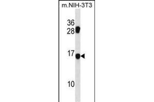 MDS1 Antibody (Center) (ABIN1538639 and ABIN2850509) western blot analysis in mouse NIH-3T3 cell line lysates (35 μg/lane).