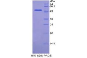 SDS-PAGE analysis of Mouse KIF5A Protein. (KIF5A Protéine)