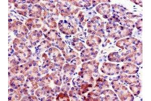 Immunohistochemistry of paraffin-embedded human pancreatic tissue using ABIN7152451 at dilution of 1:100 (FBXO9 anticorps  (AA 13-111))