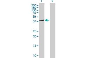 Western Blot analysis of BHMT2 expression in transfected 293T cell line by BHMT2 MaxPab polyclonal antibody. (BHMT2 anticorps  (AA 1-363))