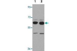 Western blot analysis of SH3RF2 in NIH/3T3 cell lysate with SH3RF2 polyclonal antibody  at (1) 1 and (2) 2 ug/mL. (SH3RF2 anticorps  (C-Term))