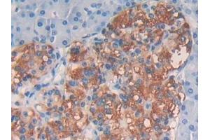 Detection of EGF in Human Pancreas Tissue using Polyclonal Antibody to Epidermal Growth Factor (EGF) (EGF anticorps  (AA 609-751))