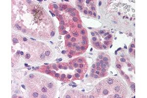 Anti-RPAIN antibody IHC of human kidney. (RPAIN anticorps  (C-Term))