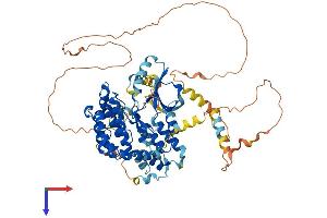 Receptor (TNFRSF)-Interacting serine-threonine Kinase 1 (RIPK1) (AA 1-656) protein (His tag)
