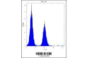hGCN5 antibody flow cytometric analysis of Neuro-2a cells (right histogram) compared to a negative control (left histogram).