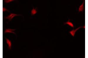 ABIN6267584 staining RAW264.