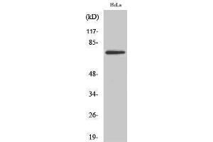 Western Blotting (WB) image for anti-T-Box 2 (TBX2) (Internal Region) antibody (ABIN3177641) (TBX2 anticorps  (Internal Region))