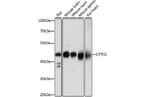 Western blot analysis of extracts of various cell lines, using CYTH1 antibody (ABIN7266661) at 1:1000 dilution. (Cytohesin 1 anticorps  (AA 1-70))