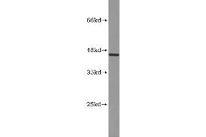Western Blotting (WB) image for Myostatin (MSTN) ELISA Kit (ABIN1116102) (MSTN Kit ELISA)