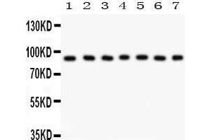 Anti- MSK1 Picoband antibody, Western blotting All lanes: Anti MSK1  at 0. (MSK1 anticorps  (AA 540-665))