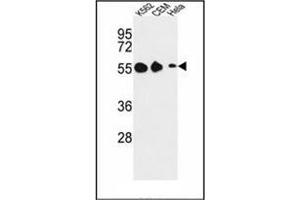 Western blot analysis of GALR1 Antibody (Center) in K562, CEM, Hela cell line lysates (35ug/lane). (Galanin Receptor 1 anticorps  (Middle Region))