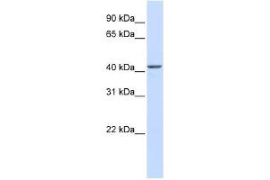 NOB1 antibody used at 1 ug/ml to detect target protein. (NOB1 anticorps)