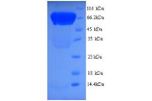 SDS-PAGE (SDS) image for ATG16 Autophagy Related 16-Like 1 (ATG16L1) (AA 1-607), (full length) protein (His tag) (ABIN5714382)