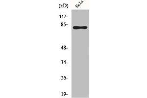 Western Blot analysis of HeLa cells using Phospho-Rad17 (S645) Polyclonal Antibody (RAD17 anticorps  (pSer645))