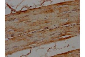 IHC image of ABIN7160070 diluted at 1:100 and staining in paraffin-embedded human skeletal muscle tissue performed on a Leica BondTM system.