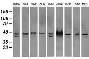 Western blot analysis of extracts (35 µg) from 9 different cell lines by using anti-SSB monoclonal antibody. (SSB anticorps)