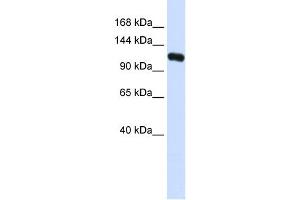 WB Suggested Anti-KIF5C Antibody Titration: 0. (KIF5C anticorps  (N-Term))