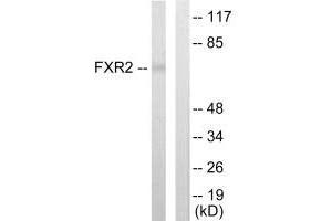 Western blot analysis of extracts from COLO205 cells, using FXR2 antibody.