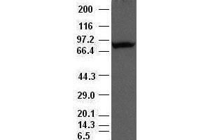 Periostin antibody (47) at 1:500 dilution + lysate from HeLa cells transfected with human periostin gene expression vector (Periostin anticorps  (AA 1-230))