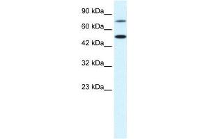 CHML antibody (70R-10536) used at 0. (CHML anticorps  (N-Term))