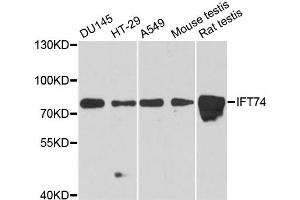 Western blot analysis of extracts of various cell lines, using IFT74 antibody. (IFT74 anticorps)
