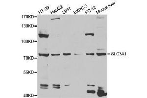 Western blot analysis of extracts of various cell lines, using SLC3A1 antibody. (SLC3A1 anticorps  (AA 416-685))