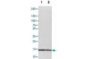 Western blot analysis of cell lysates with SNRPD3 polyclonal antibody  at 1:250-1:500 dilution. (SNRPD3 anticorps)