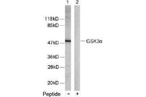 Image no. 2 for anti-Glycogen Synthase Kinase 3 alpha (GSK3a) (Ser21) antibody (ABIN197104) (GSK3 alpha anticorps  (Ser21))