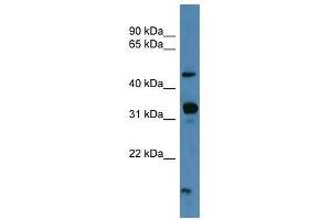 NPFFR2 antibody used at 0. (NPFFR2 anticorps  (C-Term))