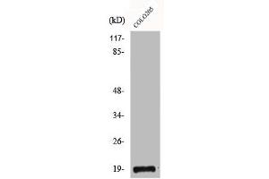 Western Blot analysis of COLO205 cells using CBP20 Polyclonal Antibody (NCBP2 anticorps  (N-Term))