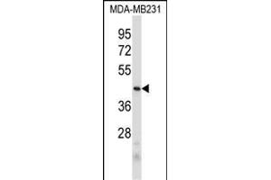 PRB2 Antibody (C-term) (ABIN6244055 and ABIN6578967) western blot analysis in MDA-M cell line lysates (35 μg/lane). (PRB2 anticorps  (C-Term))