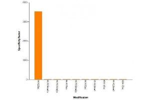 Histone H4K20ac antibody (mAb) specificity tested by peptide array analysis.